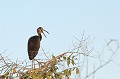 Aramus guarauna. Courlan brun. Aramus guarauna. Pantanal. Mato Grosso. Brésil. 