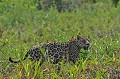 Panthera onca. Jaguar.Panthera onca. Pantanal. Mato Grosso. Brésil. 