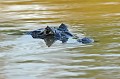 Caïman yacare yacare. Caïman yacaré. Caïman yacare yacare. Pantanal. Mato Grosso. Brésil. 