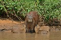 Hydrochaeris hydrochaeris. Capybara. Hydrochaeris hydrochaeris. Pantanal. Mato Grosso. Brésil. 