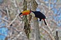 Ramphastos toco. Toucan toco. Ramphastos toco. Pantanal. Mato Grosso. Brésil. 