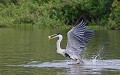 Ardea cocoi. Héron cocoi. Ardea cocoi. Pantanal. Mato Grosso. Brésil. 