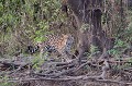 Panthera onca. Jaguar. Panthera onca. Pantanal. Mato Grosso. Brésil. 