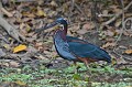 Agamia agami. Héron agami.Agamia agami. Pantanal. Mato Grosso. Brésil. 