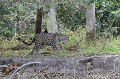 Panthera onca. Jaguar. Panthera onca. Pantanal. Mato Grosso. Brésil. 