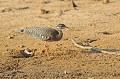 Heurypyga helias. Caurale soleil. Heurypyga helias. Pantanal. Mato Grosso. Brésil. 