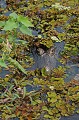 Caïman yacare yacare. Caïman yacare. Caïman yacare yacare. Pantanal. Mato Grosso. Brésil. 