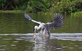 Ardea cocoi. Héron cocoi. Ardea cocoi. Pantanal. Mato Grosso. Brésil. 