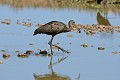 Aramus guarauna. Courlan brun. Aramus guarauna. Pantanal. Mato Grosso. Brésil. 