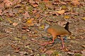 Aramides cajanea. Râle de Cayenne. Aramides cajanea. Pantanal. Mato GRosso. Brésil. 