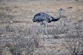 Rhea americana. Nandou d'Amérique. Rhea americana. Pantanal. Mato Groso. Brésil. 