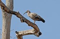 Theristicus caerulescens. Ibis plombé. Theristicus caerulescens. Pantanal. Mato Grosso. Brésil. 