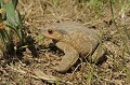 Bufo bufo. Crapaud commun. Bufo bufo. Parc National des Calanques. 