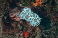 Peltodoris atromaculata. Doris dalmatien. Peltodoris atromaculata. Parc National des Calanques. 