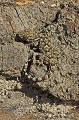 Tarentola mauritanica. Tarente. Tarentola mauritanica. Parc National des Calanques. 