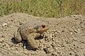 Bufo bufo. Crapaud commun. Bufo bufo. Parc National des Calanques. 