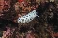 Peltodoris atromaculata. Doris dalmatien. Peltodoris atromaculata. Parc National des Calanques. 