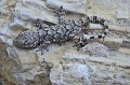 Tarentola mauritanica. Tarente. Tarentola mauritanica. Parc National des Calanques. 