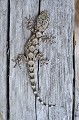 Tarentola mauritanica. Tarente. Tarentola mauritanica. Parc National des Calanques. 