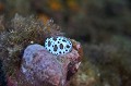 Peltodoris atromaculata. Doris dalmatien. Peltodoris atromaculata. Parc National des Calanques. 