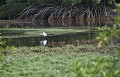 Ardea alba. Grande aigrette. Ardea alba. Marais de Kaw. Guyane française. 