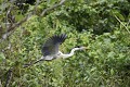 Ardea cocoi. Héron cocoï. Ardea cocoi. Marais de Kaw. Guyane française. 