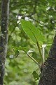  Plante épiphyte. Guyane française. 