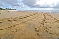Le jour se lève pour certains. Pour d'autres, la nuit s'achève au terme de l'accomplissement d'un dur labeur égal à la profondeur du sillon laissé sur le sable humide. Traces de Tortue Luth sur la plage. Guyane française. 