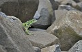 Iguane vert ou commun. Iguana iguana. Iguane vert ou commun. Iguana iguana. Guyane française. 