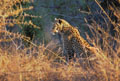<b>Panthera pardus.</b> Afrique du sud. Léopard, Afrique du sud. 