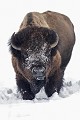 Bison bison. Bison. Parc National de Yellowstone 