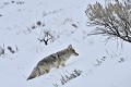 Canis latrans Coyotte. Canis latrans. Parc National de Yellowstone. 