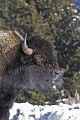 Bison bison. Bison. parc National de Yellowstone 