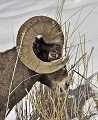 Ovis c.canadensis Mouflon. Parc National de Yellowstone. 