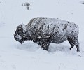 Bison bison Bison. Parc National de Yellowstone 
