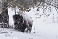 Bison bison Bison. Parc National de Yellowstone. 