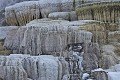  Mammoth Hot Springs. Parc National de Yellowstone 