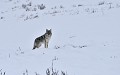 Canis latrans Coyotte. parc national de Yellowstone 