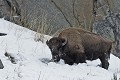 Bison bison Bison. parc National de Yellowstone 