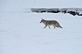 Canis latrans Coyotte. Parc National de Yellowstone. 