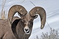Ovis c.canadensis Mouflon. Parc National de Yellowstone 