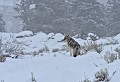 Canis latrans Coyotte. Parc National de Yellowstone 