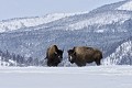  Bison. parc National de Yellowstone 