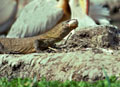 <b>Varanus niloticus</b>. Sénégal. Varan du Nil, reptile de l'Afrique. 
