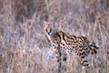 <b>Felis serval</b>. Serengeti, Tanzanie. Serval, carnivore du Serengeti en Afrique de l'est. 