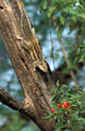 <b>Funambulus palmarum.</b> Animal de forêt dont les cris répétés rappellent ceux d'un oiseau. Il se nourrit de fruits, noix, jeunes pousses, bourgeons et d'écorces de jeunes arbres, mais il est aussi un redoutable voleur d'oeufs. Au terme d'une gestation de 6 semaines, la femelle construit dans un arbre un nid de feuilles, de branches et de tiges pour y abriter sa future progéniture composée de 2 ou 3 jeunes. Ecureuil à rayures, petit mammifère de l'Inde 
