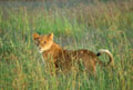 <b>Panthera leo.</b> Lionceau en Tanzanie. Lionceau dans la savane en Tanzanie Afrique de l'est. 