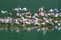 <b>Phoenicopterus minor</b>. Lac du Ngorongoro, Tanzanie. Flamants roses du lac du Ngorongoro, Tanzanie, Afrque de l'est. 