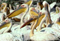 <b>Pelecanus onocrotalus.</b> Sénégal. Pélicans blancs dans la réserve du Djoudj au Sénégal. 