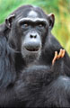 <b>Pan troglodytes.</b> Ouganda. Chimpanzé adulte Ouganda. Grand singe africain 